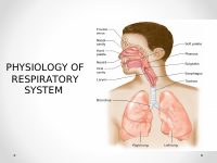 respiratory physiology (2).pdf